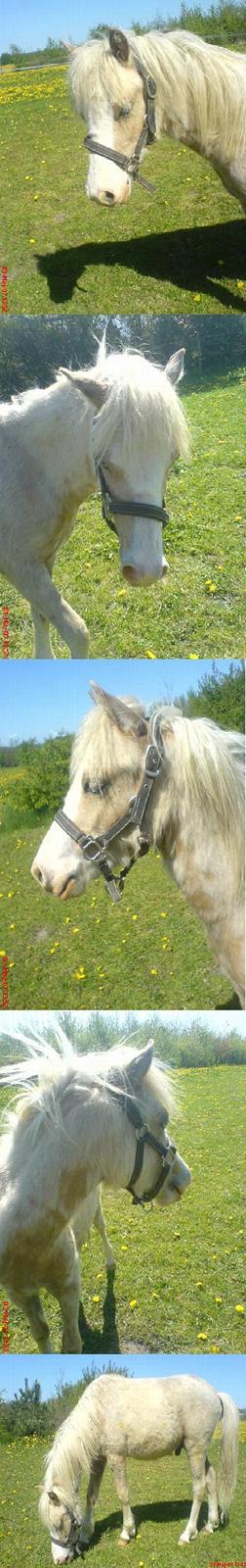 Welsh Pony (sec B) Tatoo † Død † - Min dejlige dreng. Syns kun han bliver smukkere :) billede 20