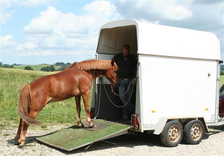 Anden særlig race Sunny Boy - Sunny og torben Andersen, træner horsmanship. :D billede 3