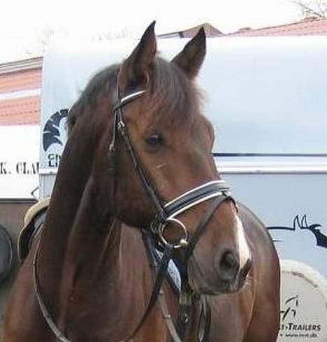 Holstener Carlos - Coriano billede 8