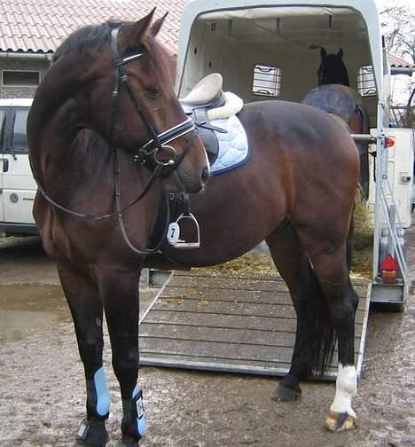 Holstener Carlos - Coriano billede 9