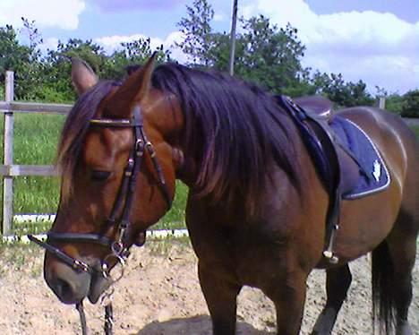 Traver mao seat (gammel part) - det var en god ride tur vi havde .. :D billede 1