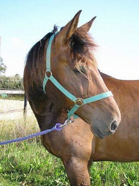 Traver mao seat (gammel part) - hvem kalder ..? billede 2