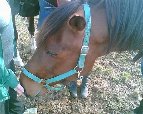 Traver mao seat (gammel part) - har du mon noget til den lille "uskyldige" mig ..? billede 3