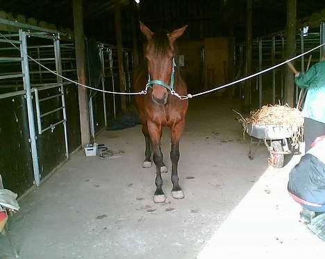 Traver mao seat (gammel part) - nu gider jeg snart ikk mere .. billede 5