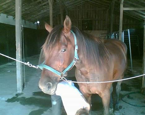 Traver mao seat (gammel part) - luk mig nu ud på folden .. det er for varmt til at stå inde .. billede 6