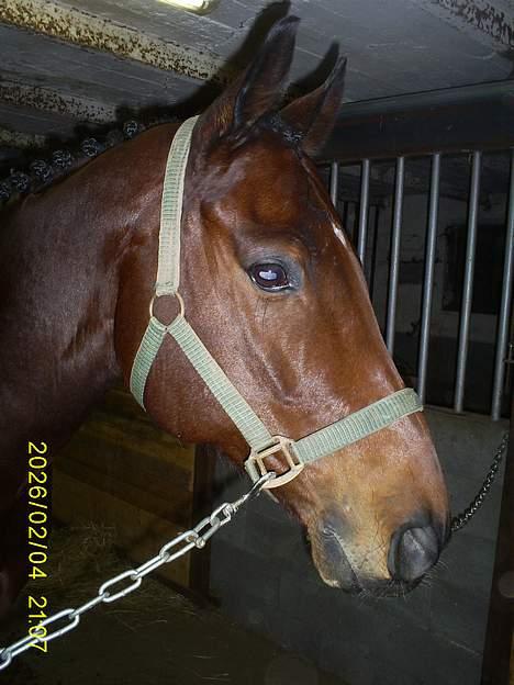 Fuldblod (XX) GarysonXx   billede 4