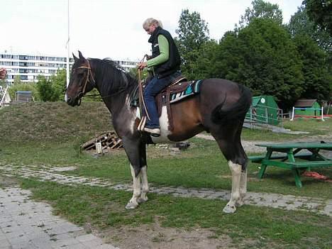 Pinto Joy the boy billede 1