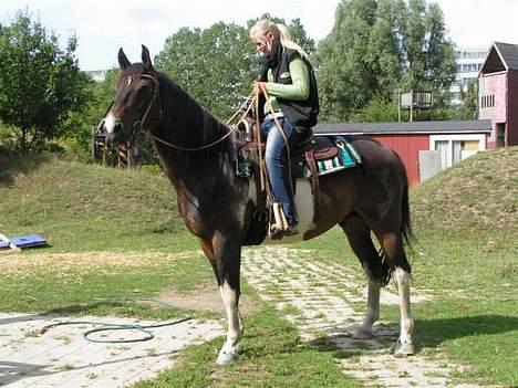 Pinto Joy the boy billede 3