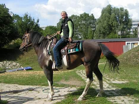 Pinto Joy the boy billede 4