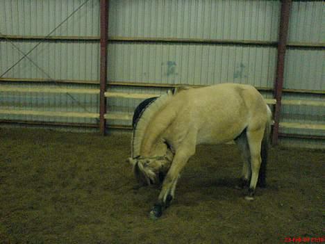 Fjordhest Guldbjergs Andy<3 - Pølle bukker <3 hihi ..  billede 8