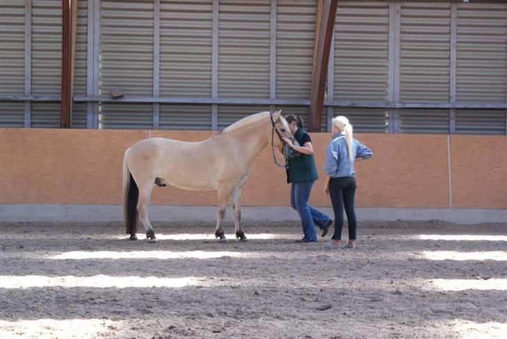Fjordhest Guldbjergs Andy<3 billede 10