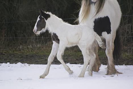 Tinker Hauge´s Sneachta *solgt* billede 7