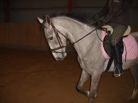 Hollandsk Varmblod *Stardust* SOLGT billede 1