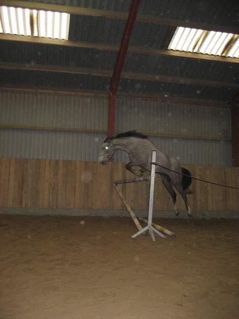 Hollandsk Varmblod *Stardust* SOLGT billede 5