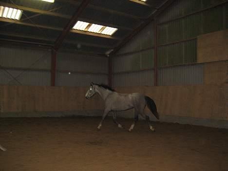 Hollandsk Varmblod *Stardust* SOLGT billede 6