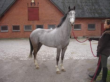 Hollandsk Varmblod *Stardust* SOLGT billede 7