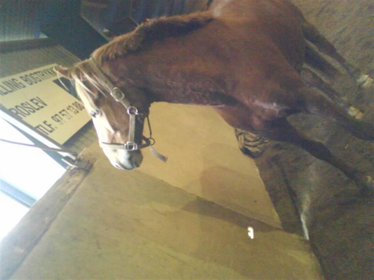 Anden særlig race Merci Dé Royale SOLGT  - . dejlig vinterbasse i hallen <3. I LOVE YOU billede 16