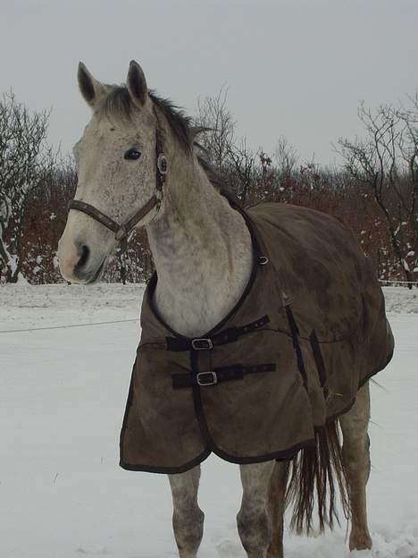 Dansk Varmblod Casina R.I.P. - Sne sne sne! Wee! billede 18