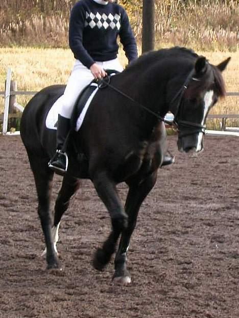 Welsh Cob (sec D) Synod Nelson (i Norge) - Nelson med hans ejer Marthe i Norge billede 6