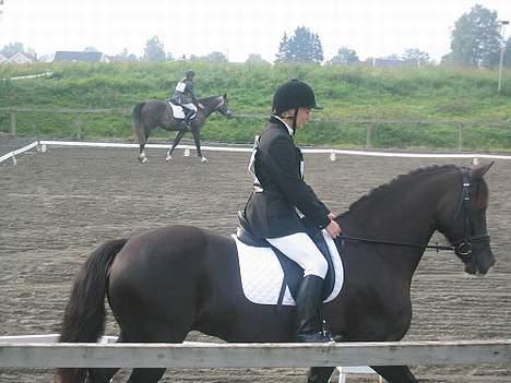 Welsh Cob (sec D) Synod Nelson (i Norge) - Nelson og Marthe billede 7