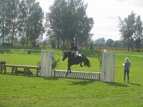 Welsh Cob (sec D) Synod Nelson (i Norge) - Nelson og Marthe springer billede 8