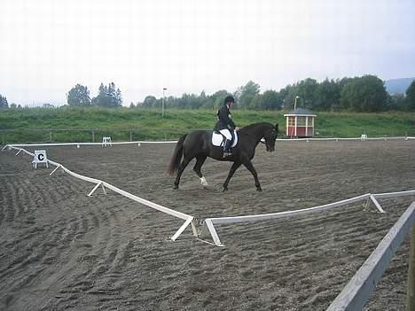 Welsh Cob (sec D) Synod Nelson (i Norge) - Nelson og Marthe billede 9