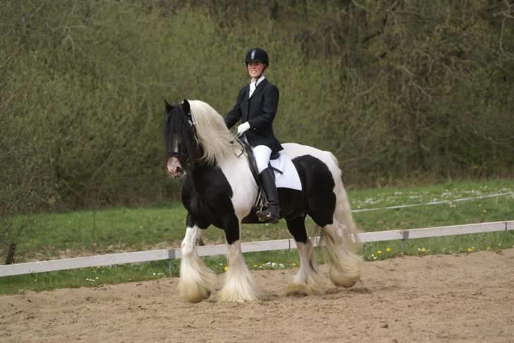 Tinker Hauge´s Sneachta *solgt* - Farmand: Idom Aahdals Blue Thunder billede 19