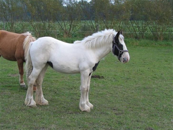 Tinker Hauge´s Sneachta *solgt* billede 20
