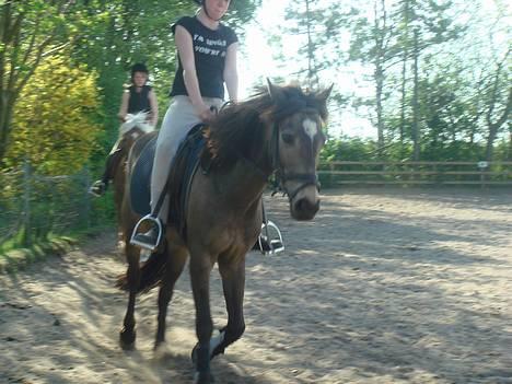 Anden særlig race Moonlight Skovly †R.I.P† - Hun kan da godt gå dressur:) billede 18