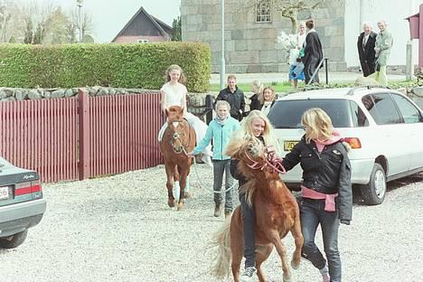 Anden særlig race Buffast *SOLGT* - Uha, vilde hingste pony :) du er så dygtig Louise skat. - ingen kommentare til den manglende ridehjelm tak. billede 15