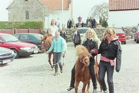 Anden særlig race Buffast *SOLGT* - Frækkerten . billede 16