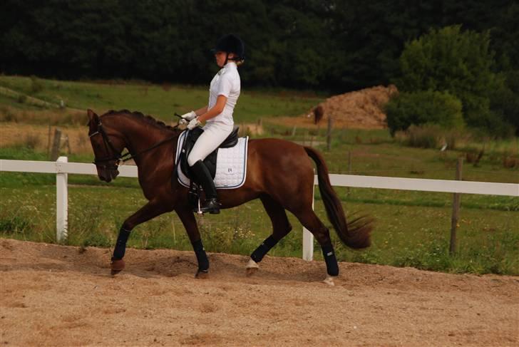Anden særlig race Fabian - august 09 foto: Mathilde Dam  billede 2