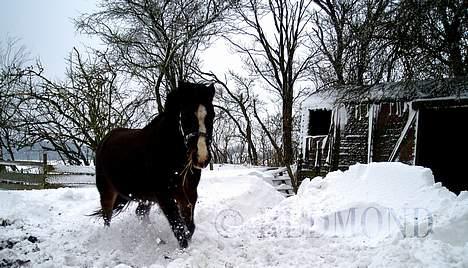 New Forest Miss Misty - Misty i sneen, vinter 2006/07 billede 12