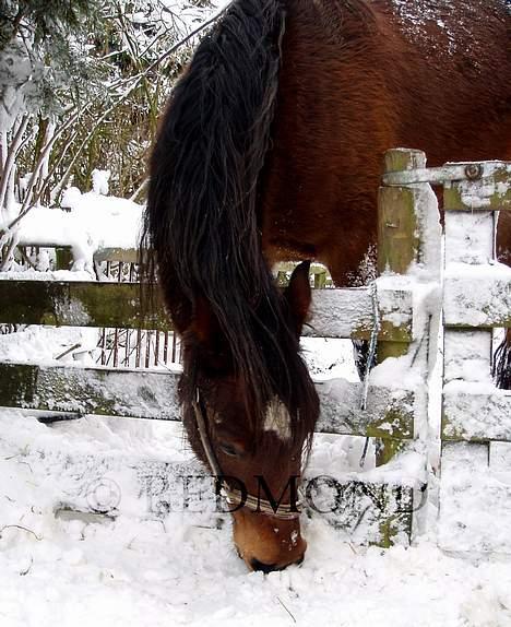 Welsh Cob (sec D) Låddenhøjs Donnovan SOLGT - Donnovan vinter 06/07 billede 12