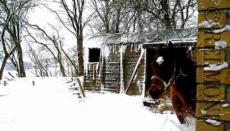 Welsh Cob (sec D) Låddenhøjs Donnovan SOLGT - Donnovan vinter 06/07 billede 13