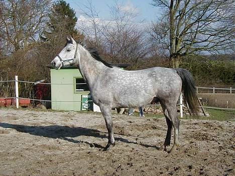 Anglo Araber (AA) Zenith Cooler - Smukke Zenith :) et af de første billeder jeg har taget af ham billede 1