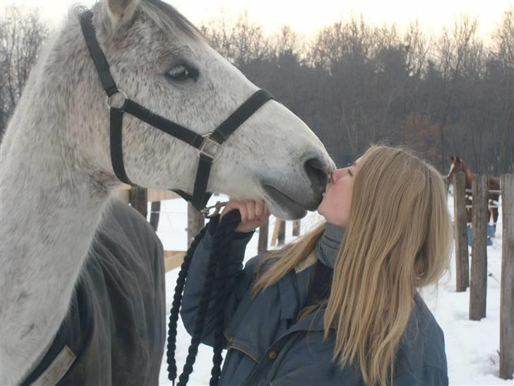 Anglo Araber (AA) Zenith Cooler - et lille kys i sneen billede 4