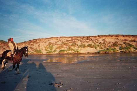 Tinker Samba - Vi hygger på stranden, men en god gallop. billede 7