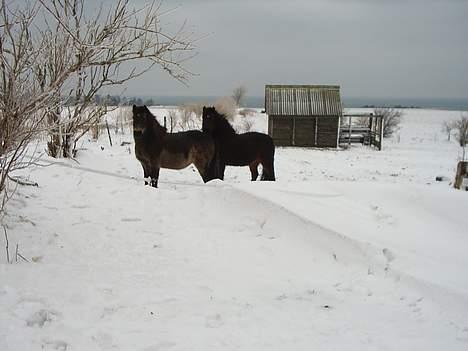 Dartmoor Sally <3 - Sally th. og sofia-laika, som legekammeraten hedder, tv billede 4
