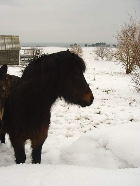 Dartmoor Sally <3 - Sally ved siden af en kæmpe snedrive =) billede 5