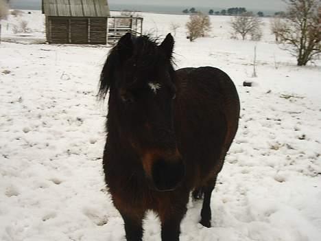 Dartmoor Sally <3 - det her billede sys jeg selv er godt =) billede 6