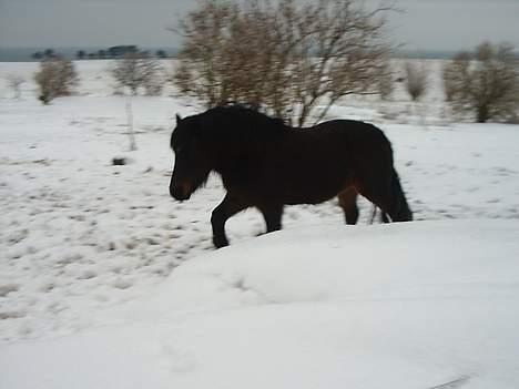 Dartmoor Sally <3 - Farvel for denne gang, kom snart igen ;-) billede 7
