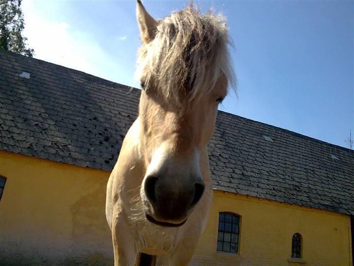 Anden særlig race  Pelle Joey - Se på mig,,, med hængemule og det hele så er jeg ikk til at stå for billede 5