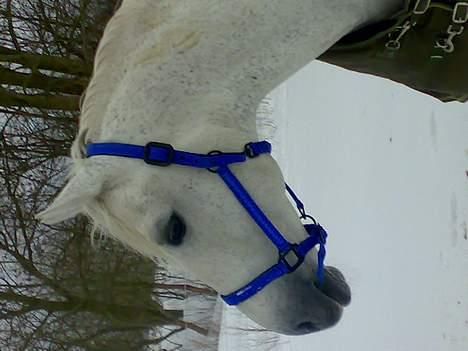 Anden særlig race Lindegaardens Argusan RIP :-( - Argusan kigger ud i sneen... billede 12