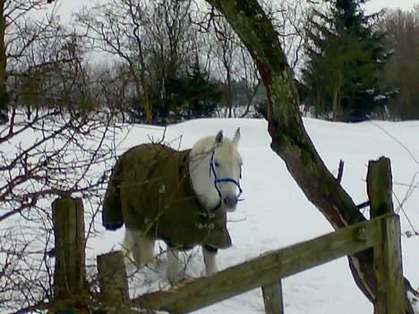 Anden særlig race Lindegaardens Argusan RIP :-( - Et lille sødt vinter billede billede 14