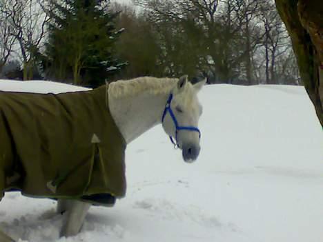 Anden særlig race Lindegaardens Argusan RIP :-( - et mere vinter billede billede 16
