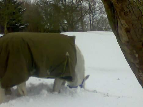 Anden særlig race Lindegaardens Argusan RIP :-( - Altid skønt og grave i sneen... hvis jeg graver dybt nok finder de mig nok ikke... hehe  billede 17
