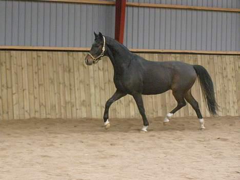 Dansk Varmblod Don Fausto - Min Vidunderlige hest, jeg håber at jeg snart kan ride på diig igen.. <3 billede 11