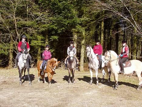 Dansk Varmblod Chato Carem *SOLGT* billede 10