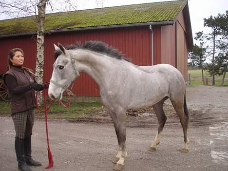 Hollandsk Varmblod *Stardust* SOLGT billede 13
